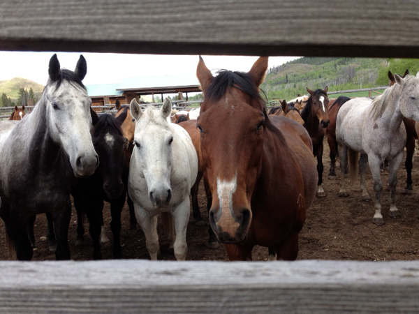 Home Ranch horses
